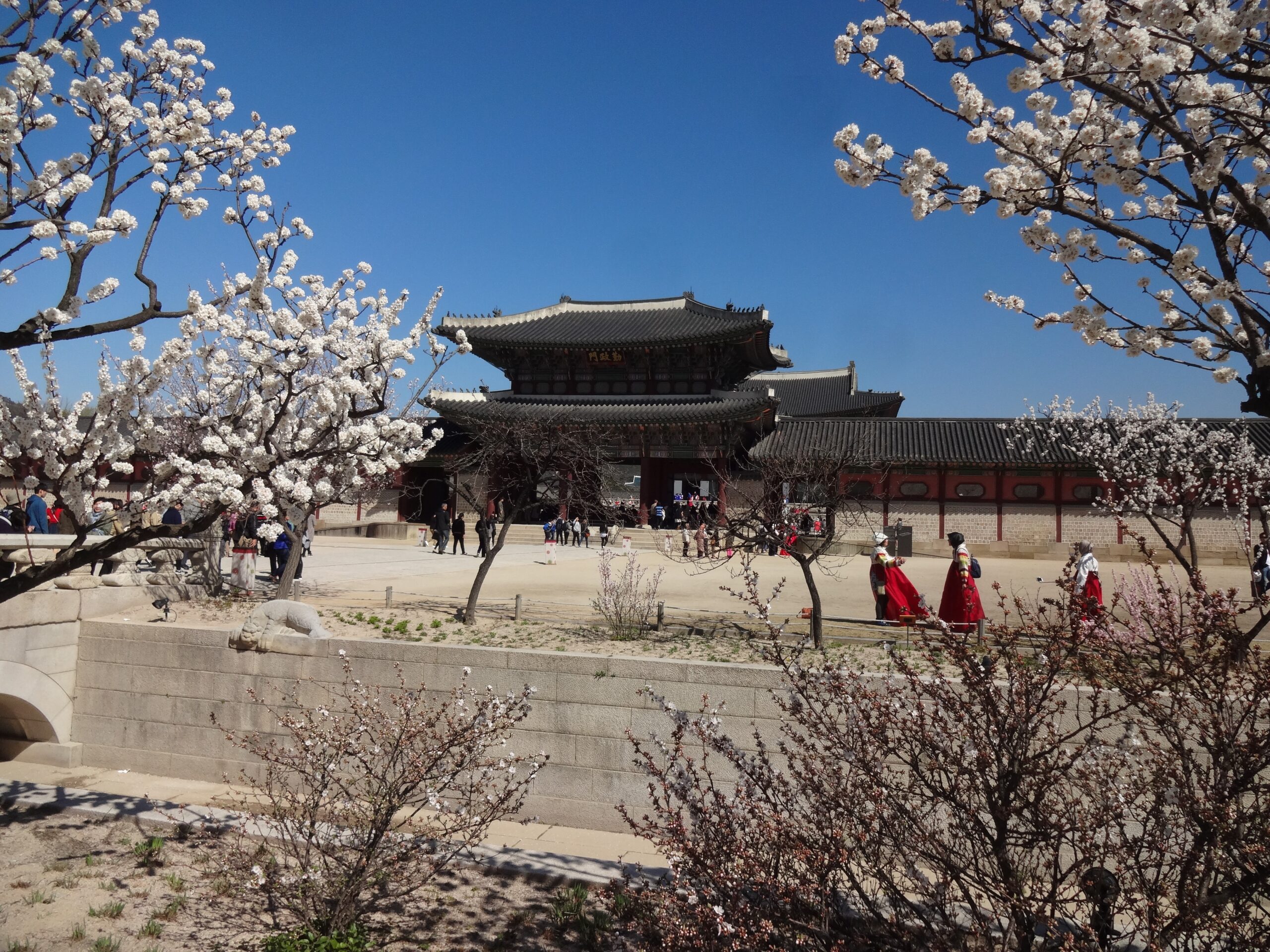 Palacio Gyeongbokgung de Seúl rodeado de cerezos en flor