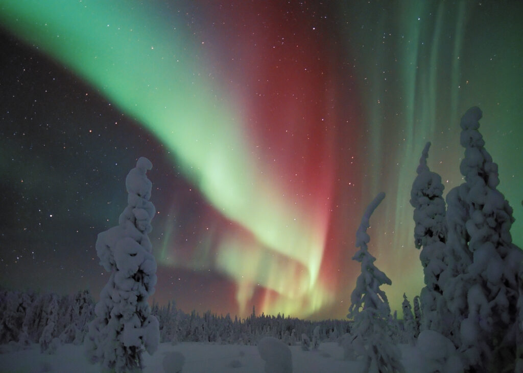 Bosque nevado de Laponia bajo una aurora boreal