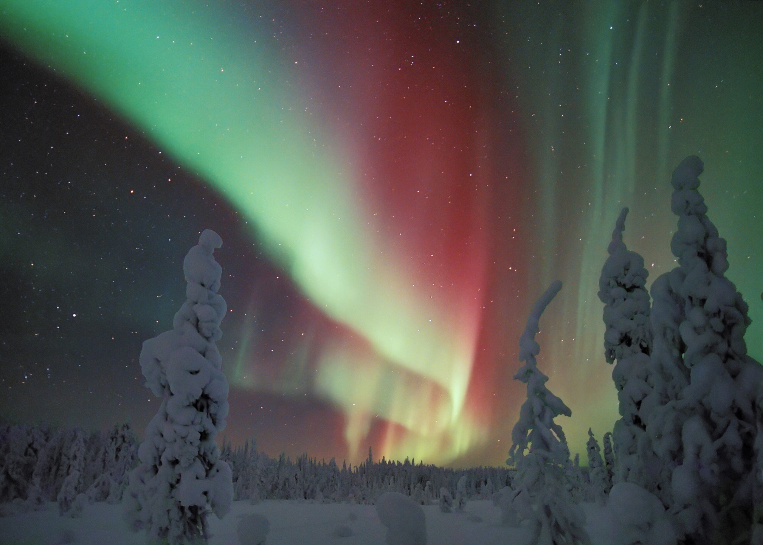 Bosque nevado de Laponia bajo una aurora boreal