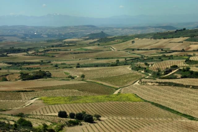 Viñedos de La Rioja en una ruta en coche por Rioja y Rioja Alavesa