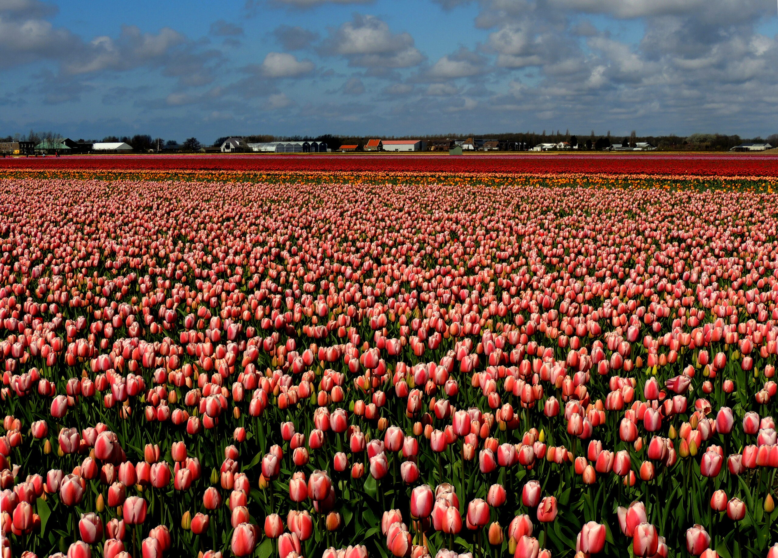 Campos de tulipanes en Países Bajos durante abril
