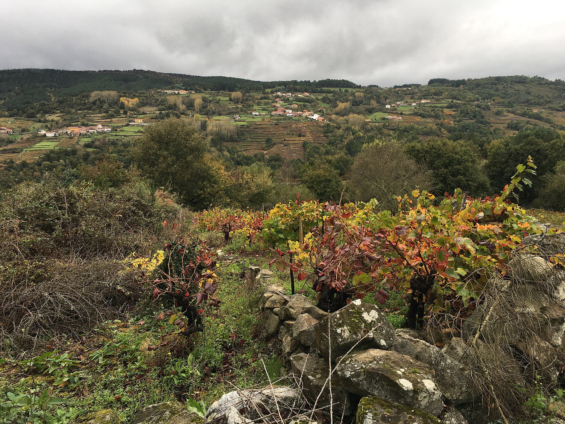 Viñedos y cañón del río Sil en la Ribeira Sacra