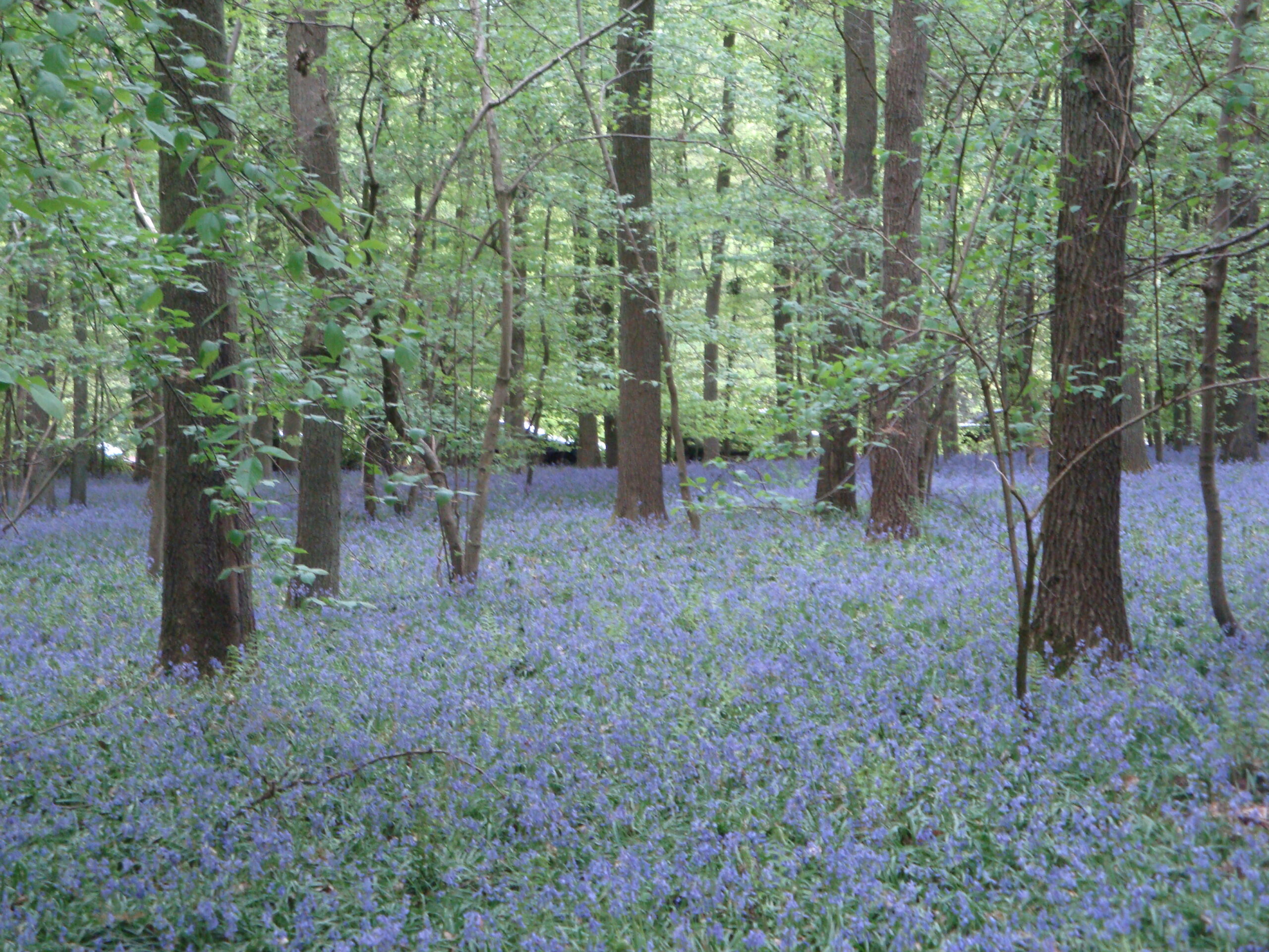 Sendero cubierto de jacintos azules en el bosque de Hallerbos