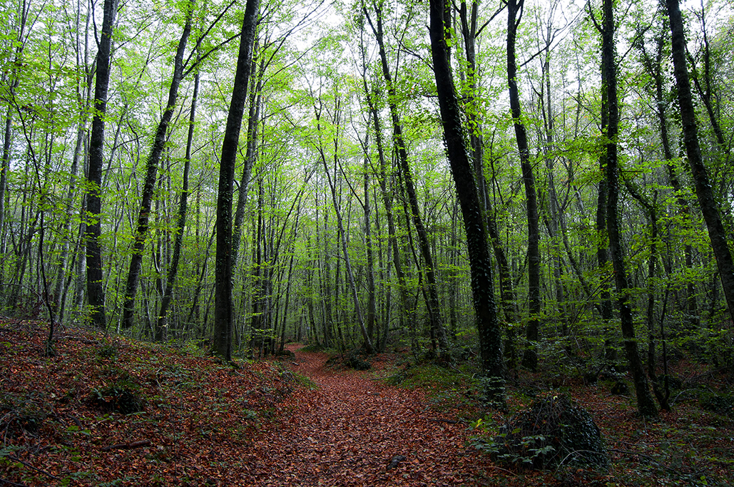Sendero entre hayas en la Fageda d'en Jordà, La Garrotxa