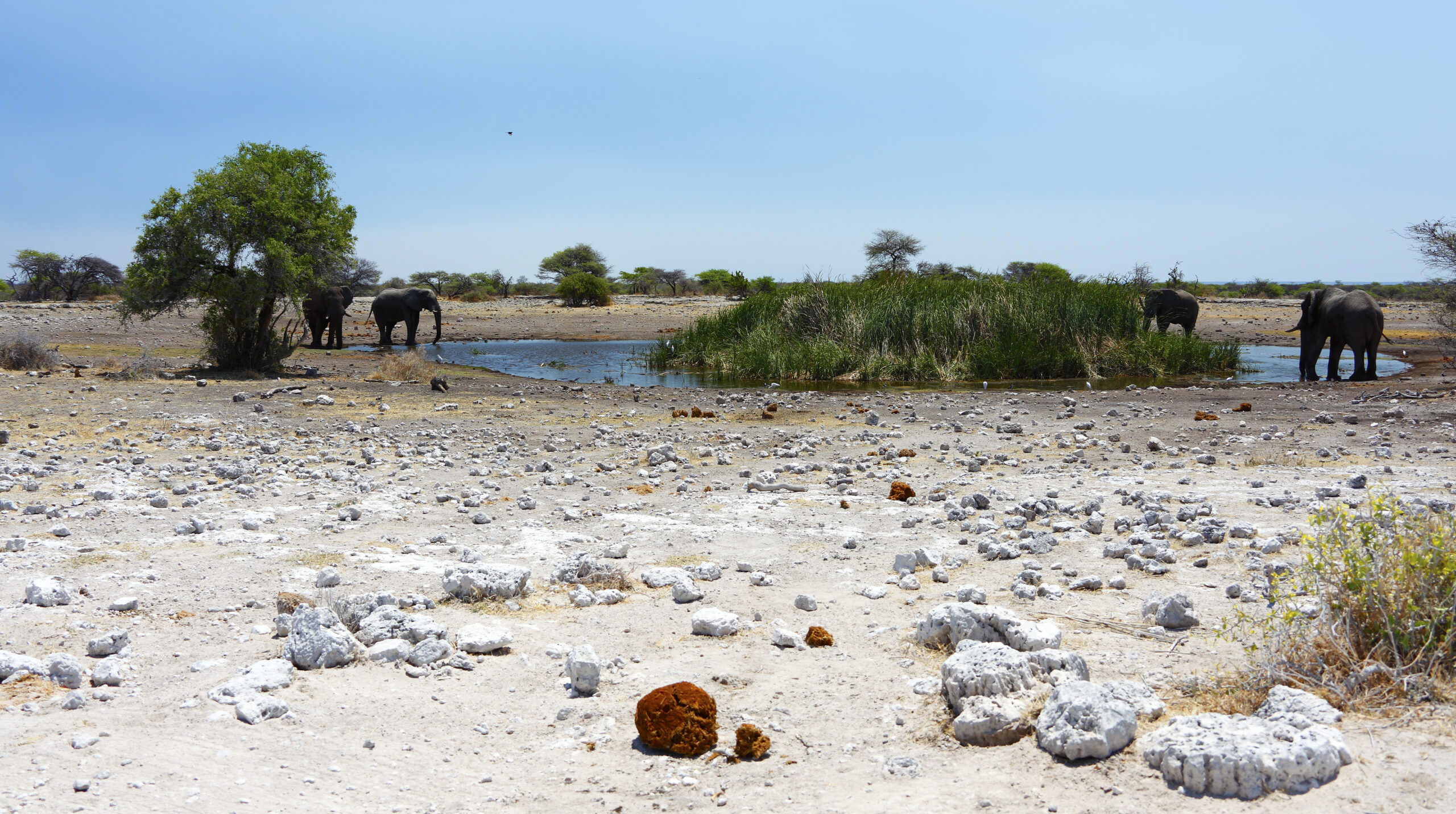 Elefante en un abrevadero del Parque Nacional de Etosha, Namibia
