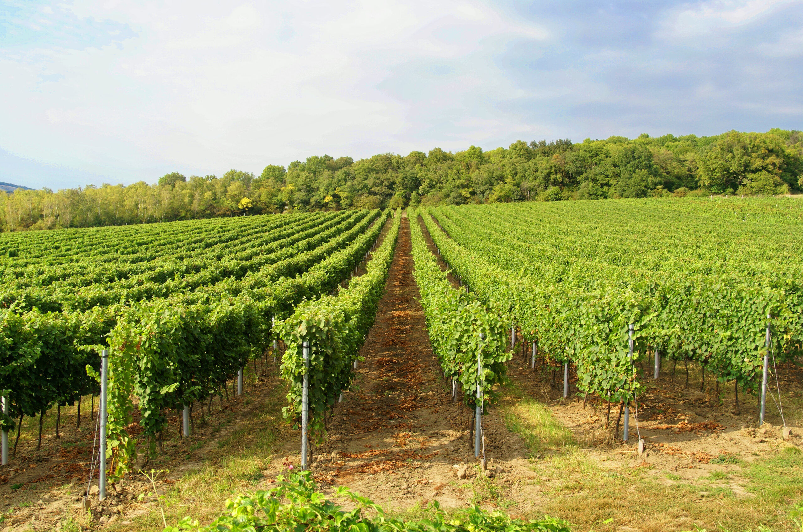 Viñedos de Mikulov en la región de Moravia del Sur